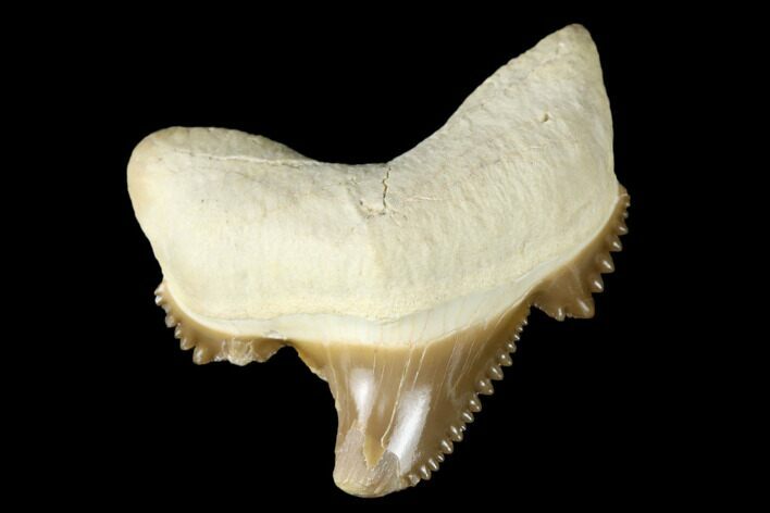 Serrated Fossil Auriculatus Tooth - Tuzbair, Kazakhstan #173796